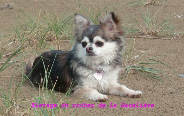 Chihuahua : D'Kala du rocher de la Garelière